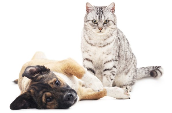 adorable group of curious cats and dogs look up while they stand, sit and lie on white background